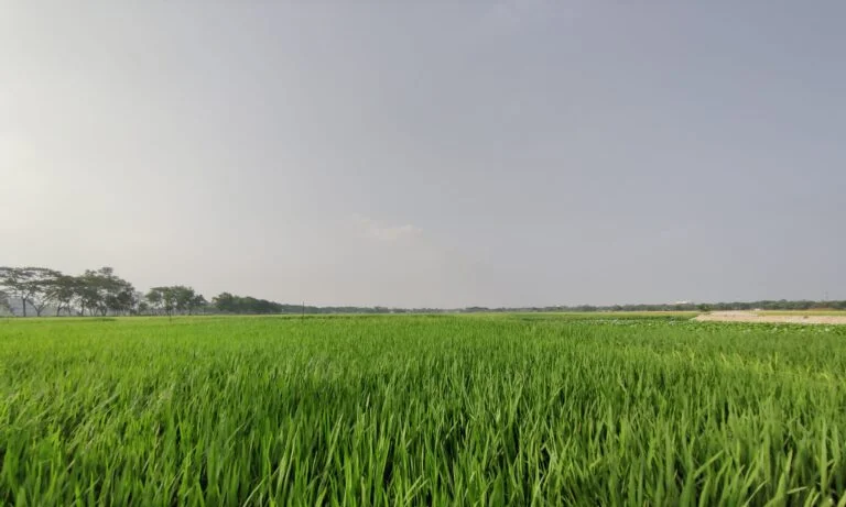 চাষাবাদে সঠিক সেচ ব্যবস্থাপনার গুরুত্ব