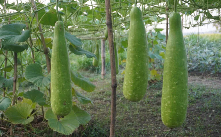 লাউ